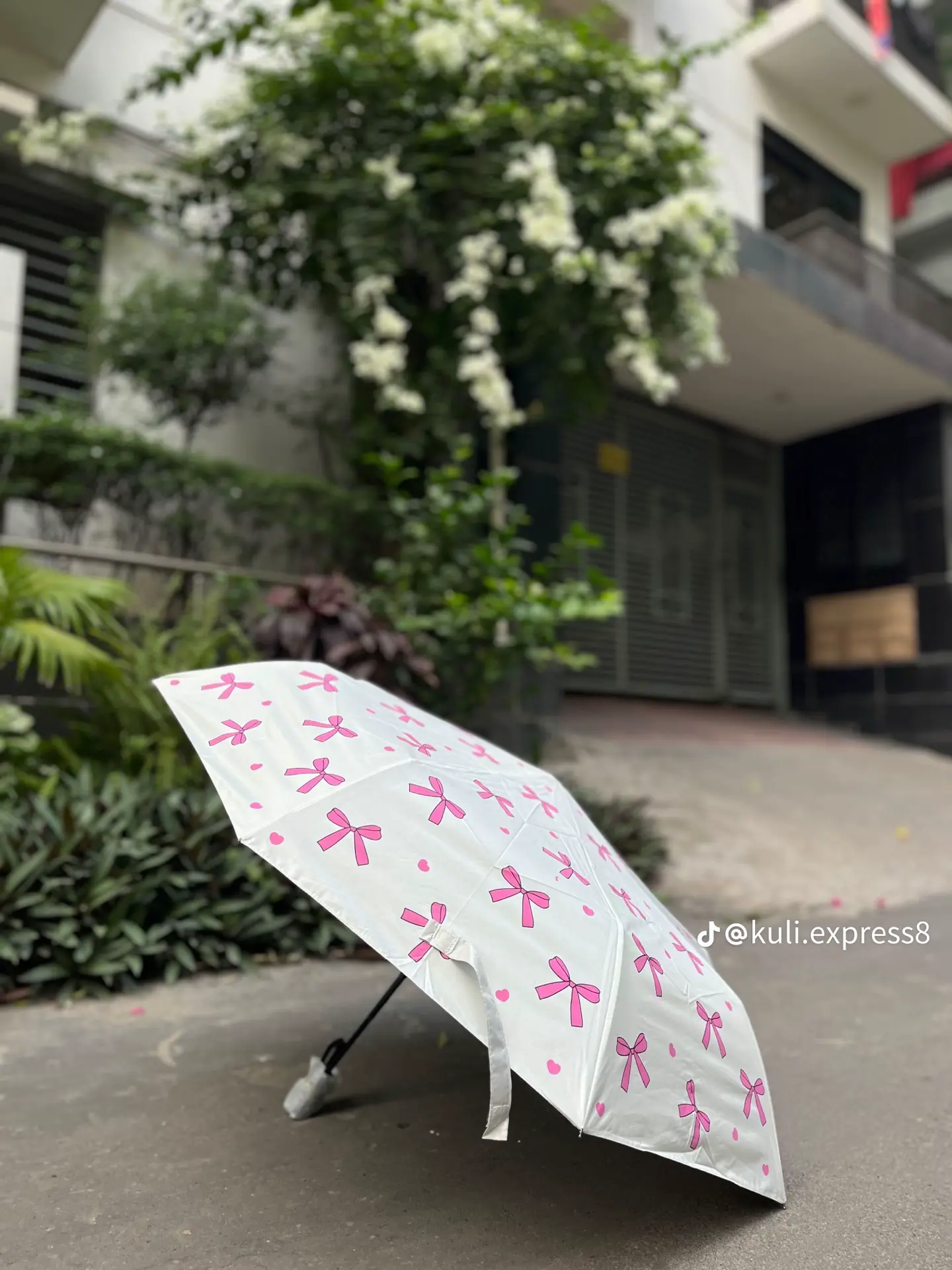Umbrella 