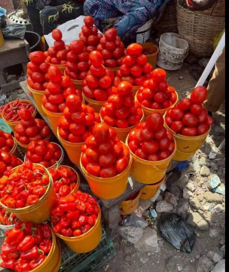 Fresh tomatoes 